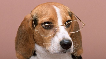 Copy of dog with glasses